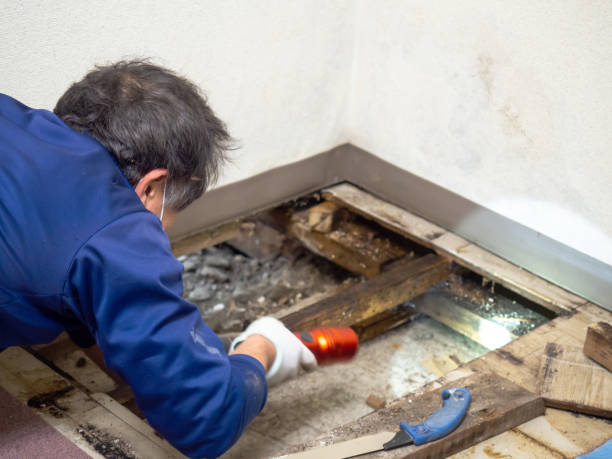 Best Black Mold Removal  in Hamilton, GA