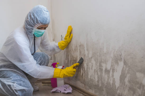 Best Mold Remediation  in Hamilton, GA