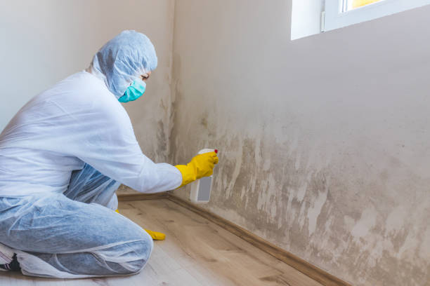 Best Residential Mold Removal  in Hamilton, GA
