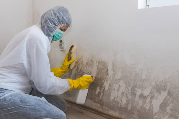 Best Black Mold Removal  in Hamilton, GA