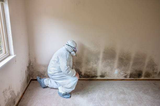 Best Mold Testing  in Hamilton, GA