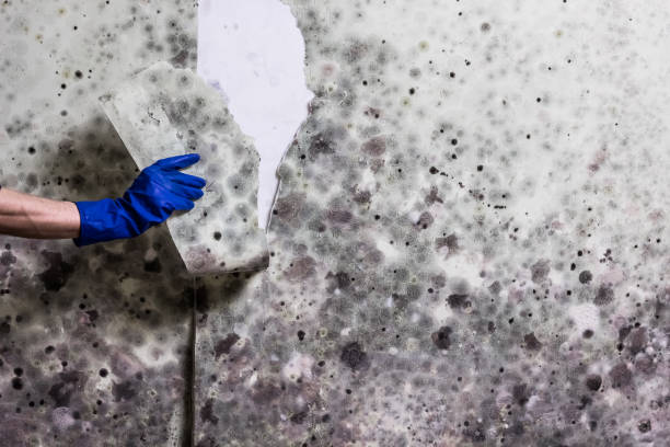 Best Fast Mold Removal  in Hamilton, GA