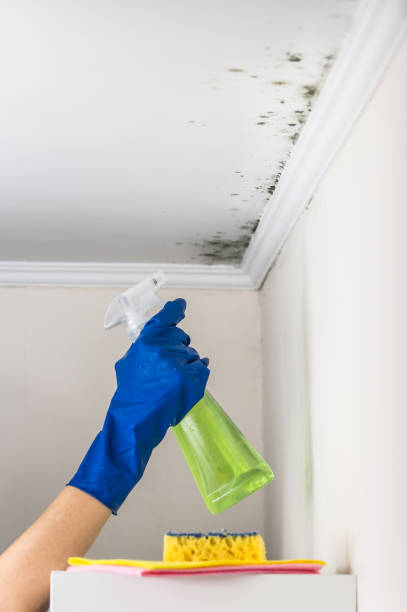 Best Mold Removal Company Near Me  in Hamilton, GA