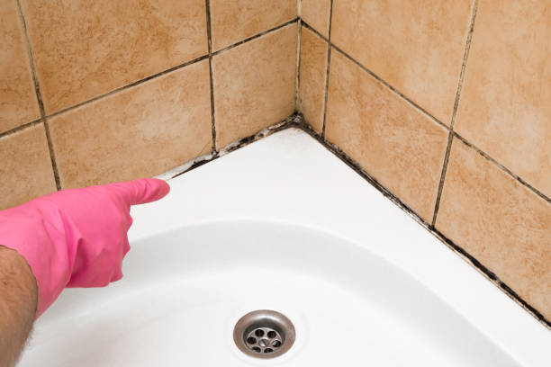 Best Toxic Mold Removal  in Hamilton, GA